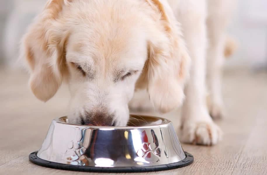 perro comiendo